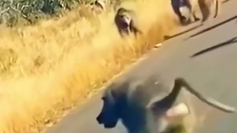 Animal fight