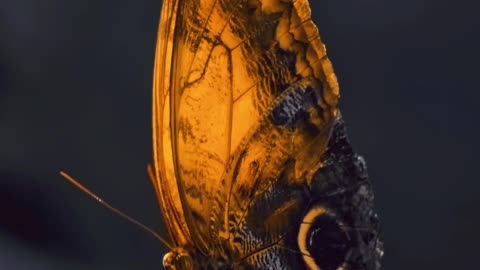 Beautiful butterfly 🦋 Amazing Beauty