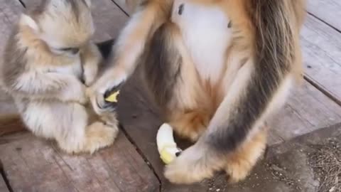 Golden monkeys eat bananas.