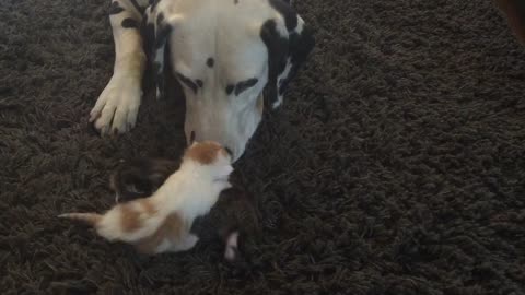 Dalmatian watches over week-old foster kittens