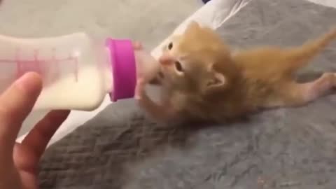 Cute catty taking milk