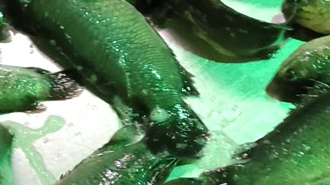 Amazing Koi Fish Video Live In Bangladesh#shorts