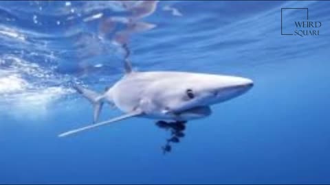 Interesting fact about blue shark 😯