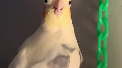 The cockatiel bird plays with iron rings and sings loudly and beautifully 2