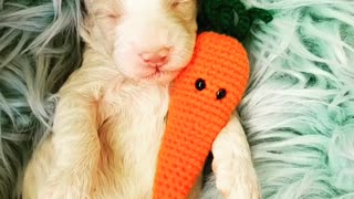 Puppy preciously cuddles his toy carrot