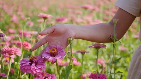 Pink Flowers