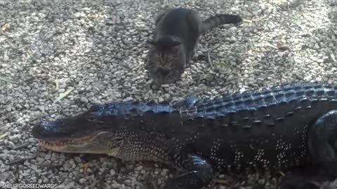 15 times crocodiles and alligators messed with the wrong opponents