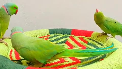 Pet Bird Parrot ,Pet animal