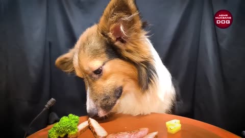 funny dog cooking and eating video (wait for end)