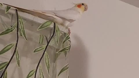 Kiwi our Tiel