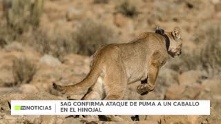 NUEVOS RASTROS DE UN PUMA: HABRÍA ATACADO A UN CABALLO