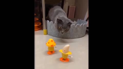 Cat fun with toys.....