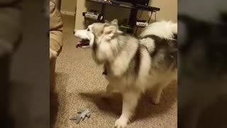 Lukas The Husky Plays With Jackie Lee The Cat