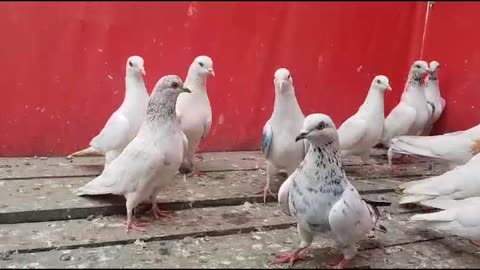 Beautiful pigeon breeder pair best flying