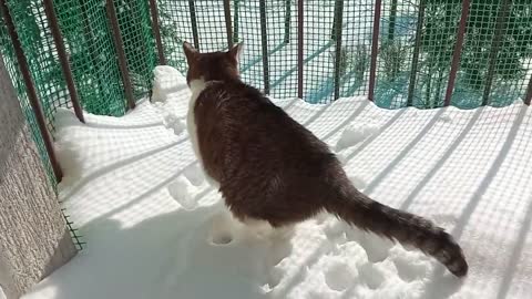 This Cat Discovers the Snow For The First Time