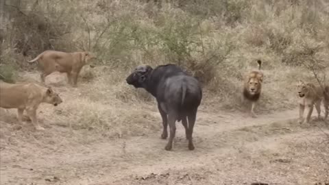 Lion vs Buffalo fight to Death | Wild Animals