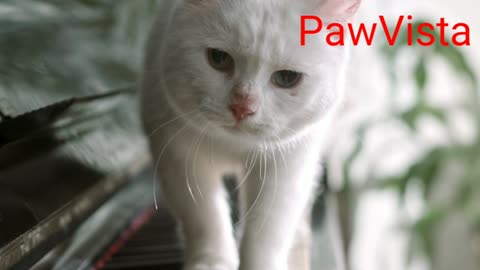 Paws & Play: Adorable Cat Serenades with Piano Melodies!