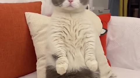 Aww! funny cute cat videos compilatio Kitten