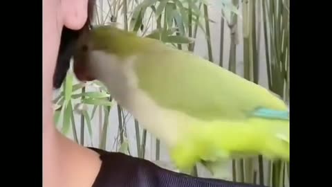 Funny parrot 🦜 video