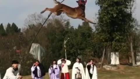 amazing Malinois training. That's high... ❤ ❤