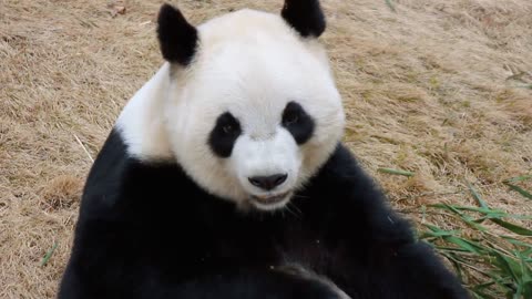 The greedy giant panda