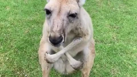 It's really a kangaroo