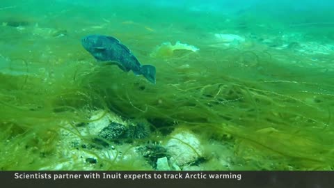 Arctic kelp helps scientists learn about climate change