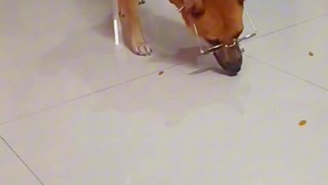 Funny video my dog puppy