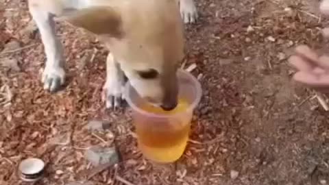 Drinking doggie 🐕😇