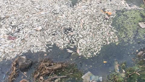 Water pollution causes the death of lots of fish in river Yamuna