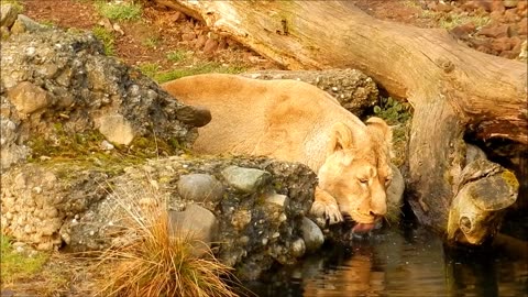 Lion drink big cat free stock video