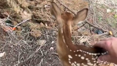 Petting A Doe In The Backyard