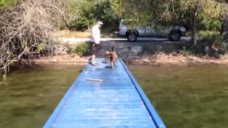 Travessuras Encantadoras A Alegria dos Bichinhos Danadinhos