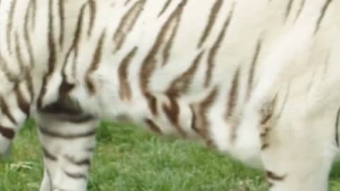 White Tiger Animals Videos For Kids