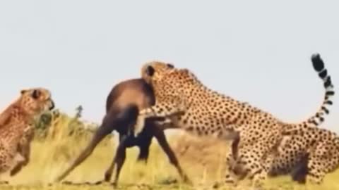 Cheetah group hunting moment
