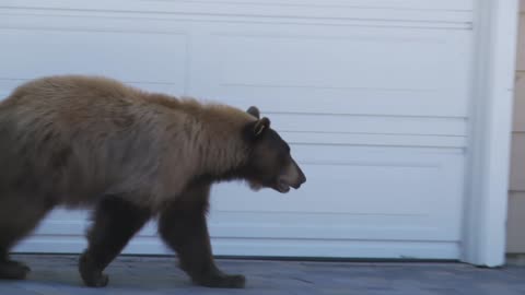 Bear and Man Spook Each Other