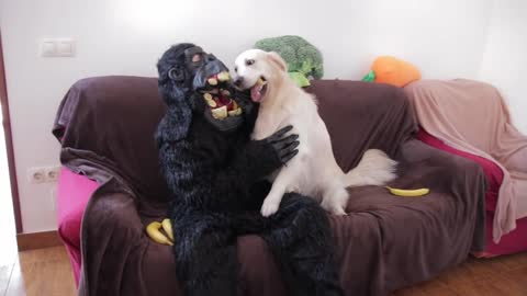 Dog Steals Bananas From Gorilla