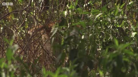 Tiger Hunts Lone Baby Deer