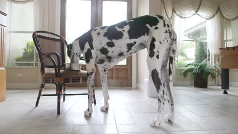 Tallest female dog - Meet the record-breakers