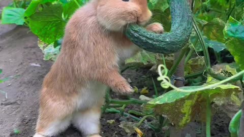 Funny video | Rabbit eating beautiful video #rumble #funny #entertainment #rabbit