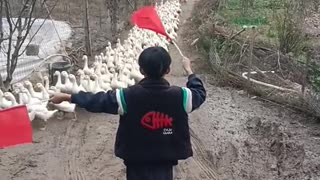 duck instructor || Funny Video