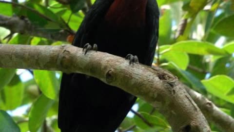 🦜 Discover the Enigmatic #WaldensHornbill: Rare Bird 100 🌳