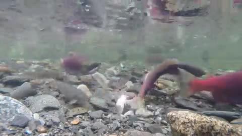 Sockeye Salmon Fish Aquarium Salmon River 🤩🤩
