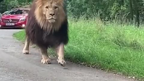 Lion on The Road