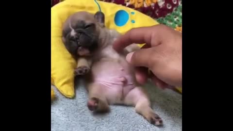 Funny And Cute French Bulldog Puppies