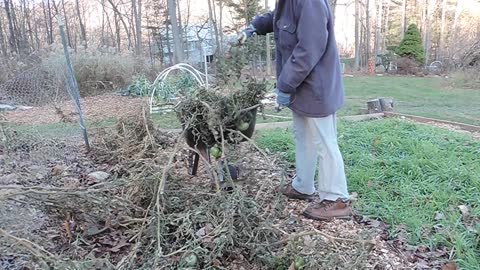 Tomato clean-up, frozen carrots, Rutabaga and more [ASMR crunchy leaves]