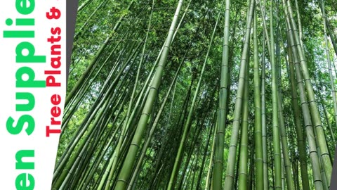 500+ Giant Bamboo Seeds for Planting Exotic and Fast Growing Giant Bamboo | #gadgets | #shorts