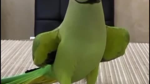 a parrot smart talking parrot