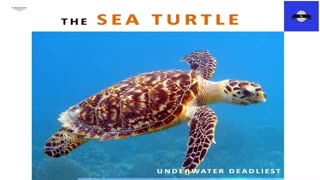 Survival of the Slowest: Sea Turtle vs. Lobster in a Remarkable Underwater Battle!