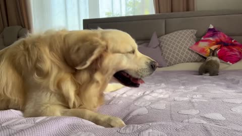 Golden Retriever Funny Reaction to Adorable Bunny